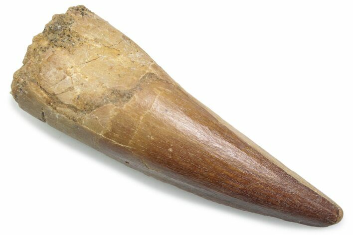 Fossil Spinosaurus Tooth - Real Dinosaur Tooth #381067